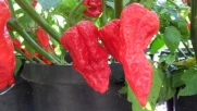 King Naga Hot Pepper 10+ Seeds