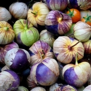 100 Seeds Purple Tomatillo-Physalis ixocarpa- Beautiful purple fruit FREE SHIPPING by Seeds and Things