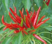 Poinsettia Chile Pepper 20 Seeds