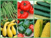 Backyard Bounty Vegetable Garden Seeds 6 Pack Special! Grow Your Own & Save
