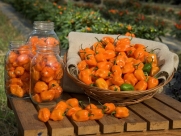 30 Hot Orange Habanero Pepper Seeds