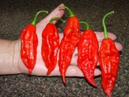 10 Plus Bhut Jolokia Pepper Seeds AKA Ghost Pepperure Strain, grown in Isolation to insure quality seeds Sold exclusively by Seeds & Things Beware of lesser priced seeds.