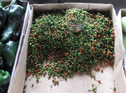 *Rare* PEQUIN CHILE PEPPERS*25 seeds*Fire Hot*#1103
