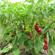 *PETER PEPPER * 10 seeds*RARE PENIS HOT CHILI PEPPERS*MIXED COLORS* #1312
