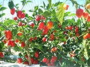 Red Savina Hot Pepper 10+ Seeds