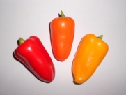 WOW->>>Snack Pepper Mix Seeds 30+ (Red+orange+yellow) ** By Samenchilishop(world)