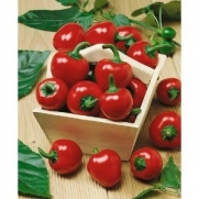 10 Cherry Bomb Red Hot Chile Pepper Seeds