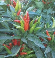 Thai Hot Pepper - 50 Seeds - GARDEN FRESH PACK!