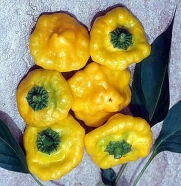 Jamaican Hot Yellow Scotch Bonnet Pepper 20 Seeds