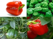 Yolo Wonder Sweet Pepper 20 Seeds! Natural Heirloom Op Non GMO