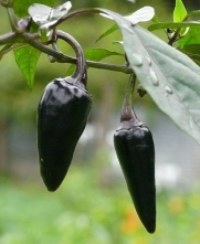 (VHP)~CZECHOSLOVAKIAN BLACK CHILI PEPPER~Seed!!!!~~~~~~Unique ~~~Delicious!!!