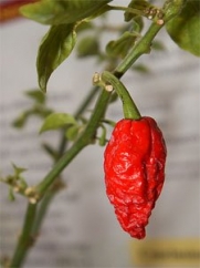 20 Seeds Bhut Jolokia chilli Ghost Chilli Ghost Chile Seeds