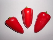 Red Snack Pepper Seeds 10+ ** By Samenchilishop(world)