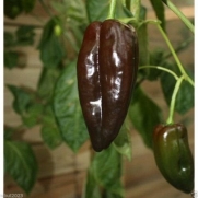 50 CHOCOLATE POBLANO Pepper Seeds (C. annuum) Vegetable Seeds > Pepper > HOT