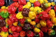 Scotch Bonnet Pepper Seeds-(caribbean Mix) - Red,yellow,and Chocolate
