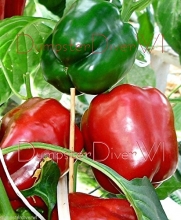 King of the North Pepper Huge Red Bell 40+ Seeds Organic Sweet Heirloom Non-gmo