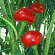 Pepper, Red Sweet Cherry seeds, Heirloom, Organic, NON-GMO, (100 seeds), Large Red Cherry Sweet pepper is a Sweet round pepper resembling a cherry.