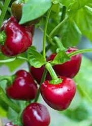 Pepper, Red Sweet Cherry seeds, Heirloom, Organic, NON-GMO, (500 seeds), Large Red Cherry Sweet pepper is a Sweet round pepper resembling a cherry.