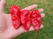 Devil's Tongue *Red* Hot Pepper 10+ Seeds