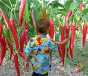 FD605 Giant Red Hot Spices Spicy Chili Pepper Seeds Plants Up 50cm20 Long 10PCs