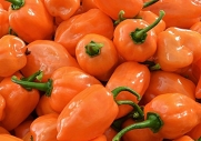 Orange Habanero Hot Pepper Seeds- 50+ 2015 seeds