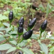 Black Pequin Chilli/Chili- Pepper Seed,Capsicum Annum -Very Hot From Africa !