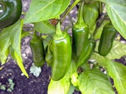 PEPPER, EARLY JALAPENO CHILLE PEPPER SEEDS , HEIRLOOM, ORGANIC 20 SEEDS, SPICY GREAT FRESH