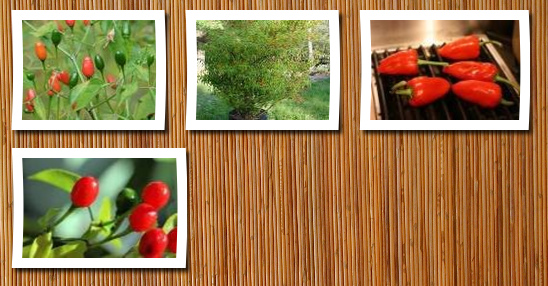 ROBsRAREandGIANTseeds.com *rare* pequin chile peppers*25 seeds*fire hot*#