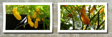 Refining Fire Chiles malaysian goronong habanero 10 + seeds rare