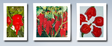 Seeds and Things 10 + trinidad scorpion-- super hot pepper seeds plus 10 free hot paper lantern pepper seeds by