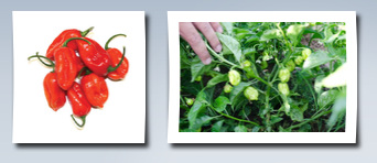 NE Seed xaman rojo f1 hybrid red habanero pepper seeds 100 seeds