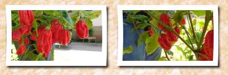 Refining Fire Chiles ugandan red habanero rare 10 + seeds