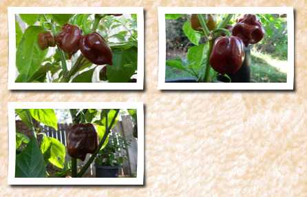 Refining Fire Chiles rare black stinger habanero 10 + seeds