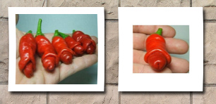 Seeds and Things SaT10158